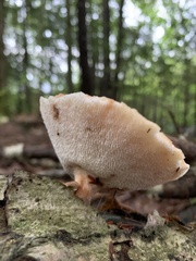 Polyporus fagicola