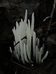 Clavaria fragilis