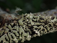 Menegazzia subsimilis