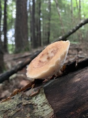 Polyporus fagicola