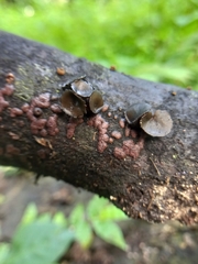 Fungi