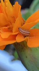 Homoeosoma electella