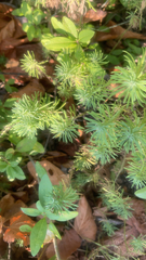Euphorbia cyparissias