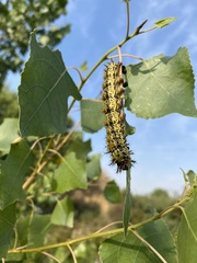 Hemileuca nevadensis