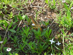 Schistocerca americana
