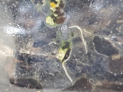 Enchytraeidae