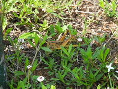 Schistocerca americana