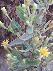 Limbarda crithmoides