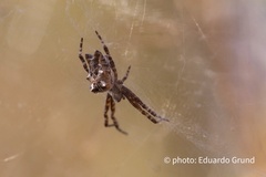 Cyrtophora citricola