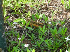 Schistocerca americana