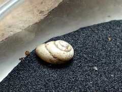 Streptartemon cookeanus