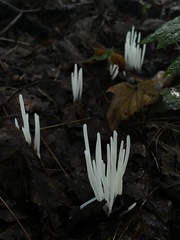 Clavaria fragilis