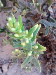 Limbarda crithmoides