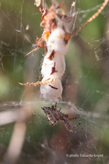 Cyrtophora citricola