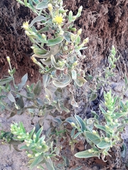 Limbarda crithmoides