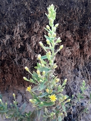 Limbarda crithmoides