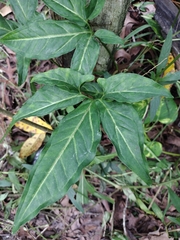 Syngonium podophyllum