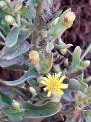 Limbarda crithmoides