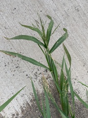 Panicum dichotomiflorum