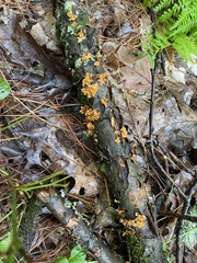 Stereum gausapatum