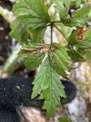Rubus laciniatus