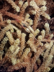 Macromitrium gracile