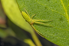 Cetratus rubropunctatus