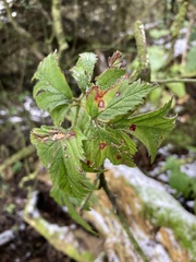 Rubus laciniatus