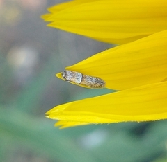 Pigritia