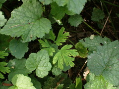Dicentra formosa