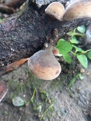 Auricularia nigricans