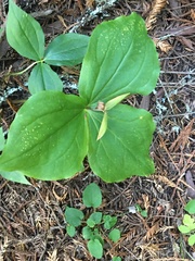 Trillium
