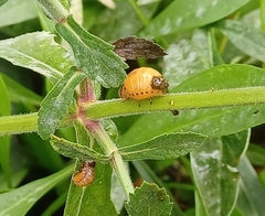 Doryphorina