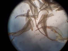 Macromitrium gracile