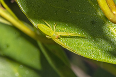 Cetratus rubropunctatus