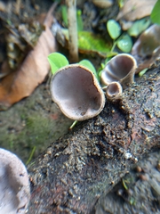 Auricularia nigricans