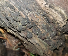 Jackrogersella multiformis