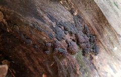 Jackrogersella multiformis