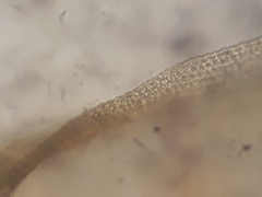 Macromitrium gracile