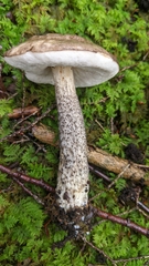 Leccinum snellii