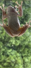 Hyla versicolor