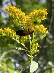 Lycomorpha pholus