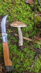 Leccinum snellii