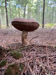 Tylopilus felleus