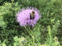Cirsium