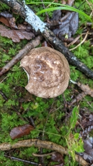 Leccinum snellii