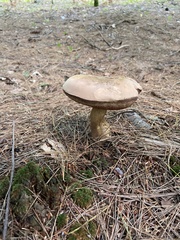 Tylopilus felleus