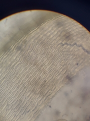 Macromitrium gracile