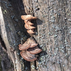 Rhodofomes cajanderi