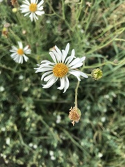 Erigeron karvinskianus